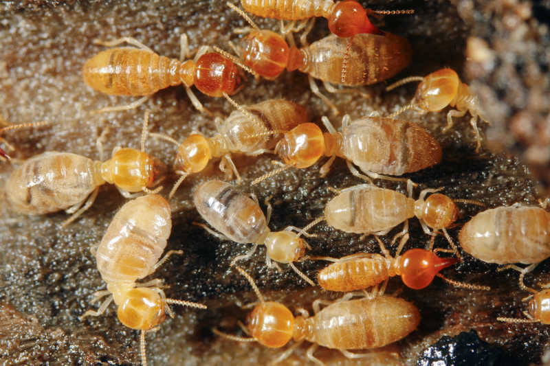 一群白蚁幼虫
