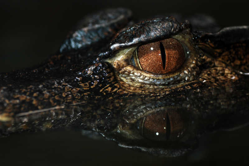 黑夜里水中的鳄鱼眼睛
