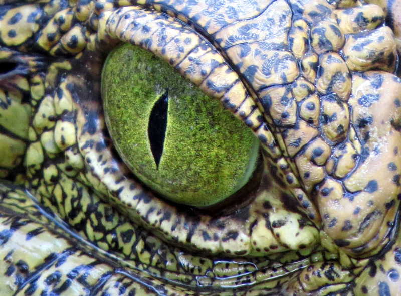 鳄鱼发绿的眼睛