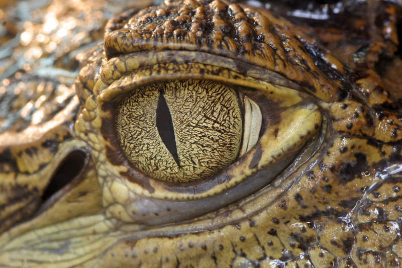 尼罗鳄鱼的眼睛特写
