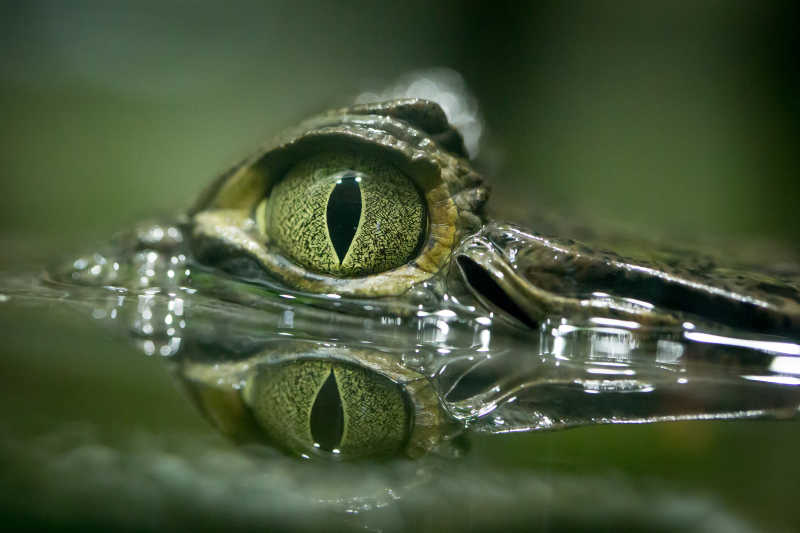 绿色模糊背景下水中鳄鱼的眼睛