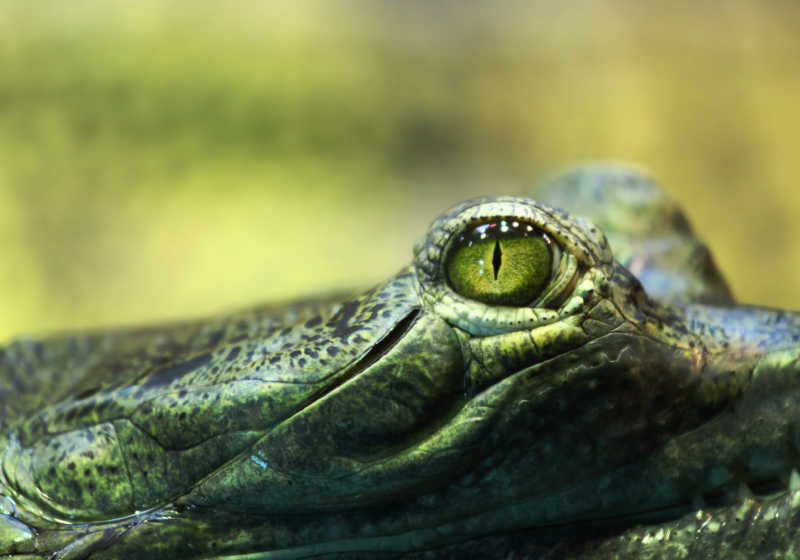 淡绿色背景下印度鳄的眼睛特写