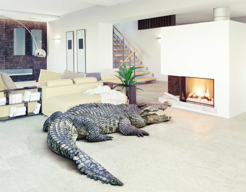豪华房间里烤火的大鳄鱼