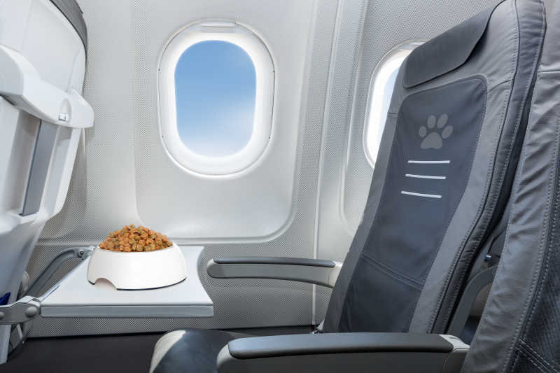 宠物碗里放满了食物放在飞机座位上