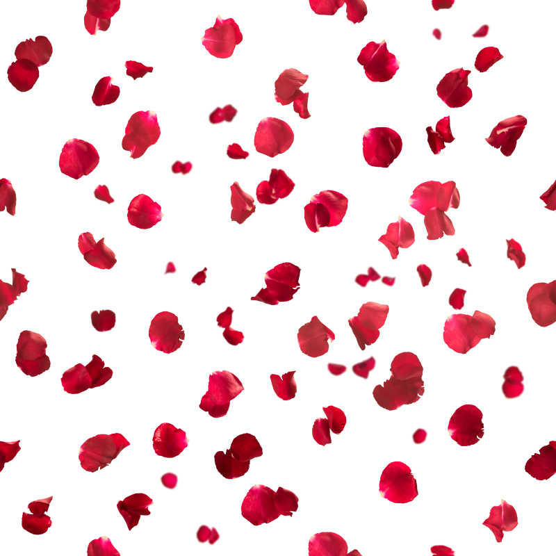 白色背景中的不规则零散的红色玫瑰花