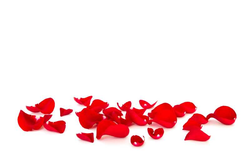 白色背景下的红玫瑰的花瓣