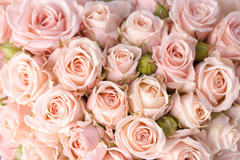 排列整齐的粉色的玫瑰花