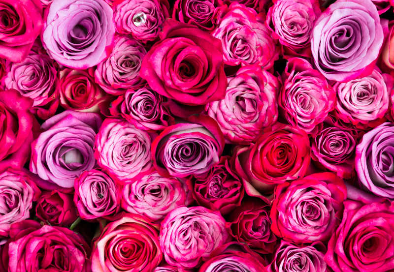 平铺好的红色粉色紫色玫瑰花