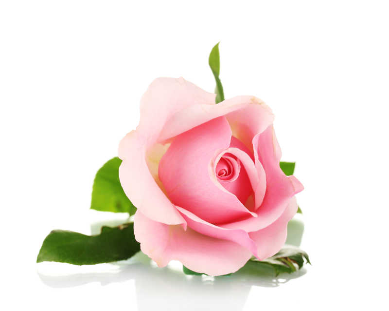 白色背景下的粉色玫瑰