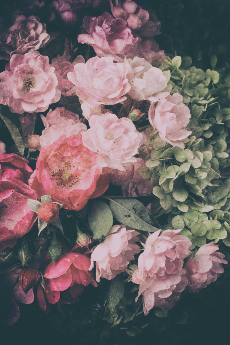 生长的一簇玫瑰花