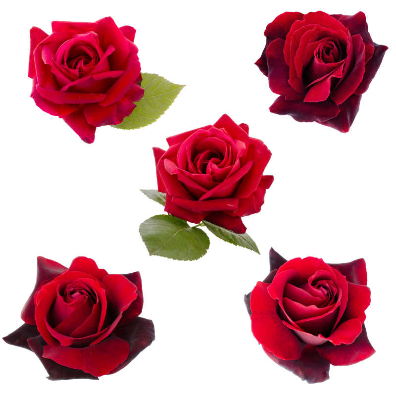 白色背景下五种不同品种的红色玫瑰花