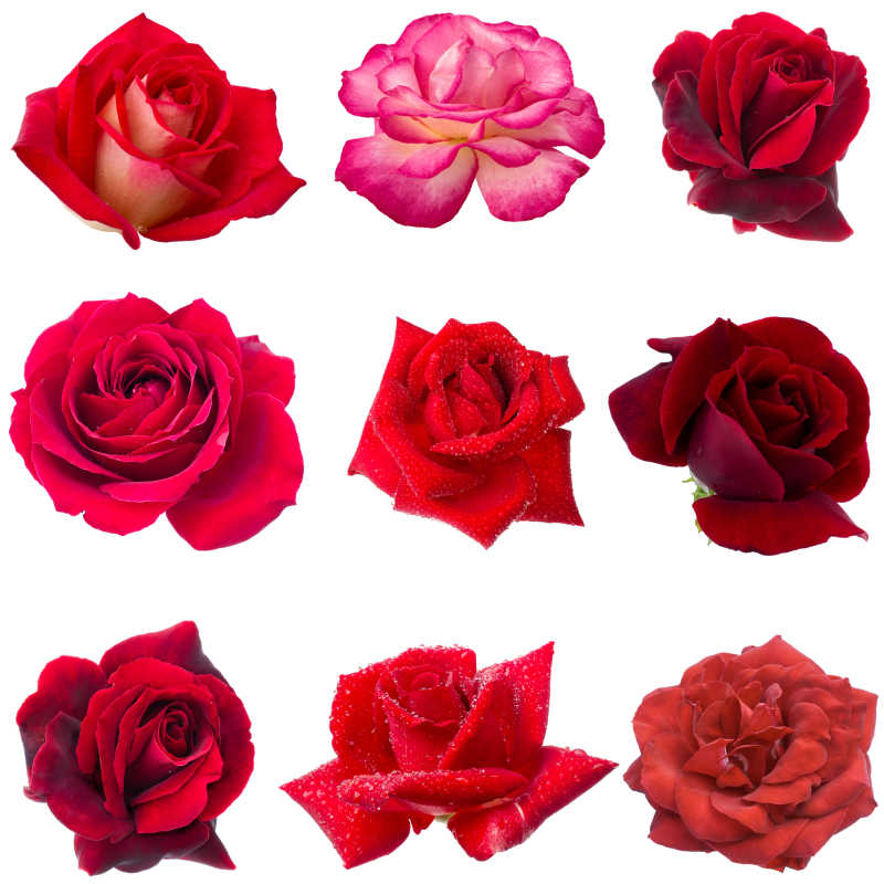 白色背景下九种不同品种的红玫瑰