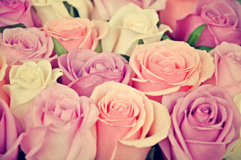排列整齐的粉红色和白色玫瑰