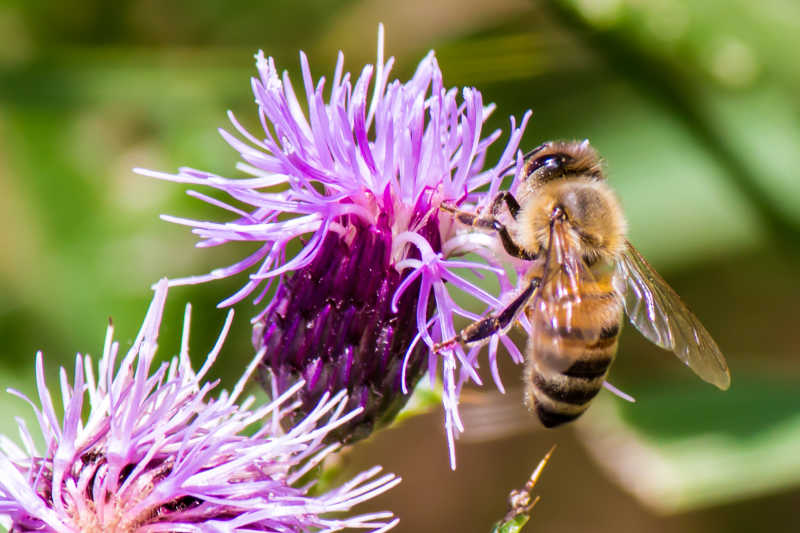 在紫色花朵上的蜜蜂