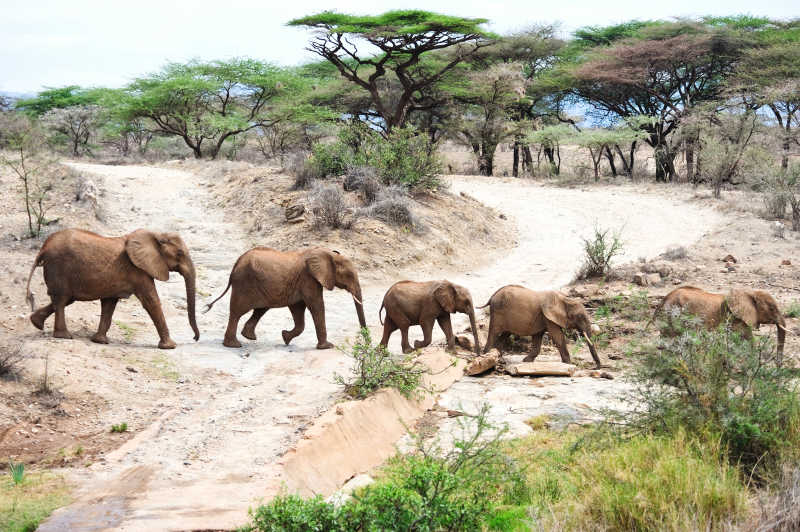 非洲成排的大象