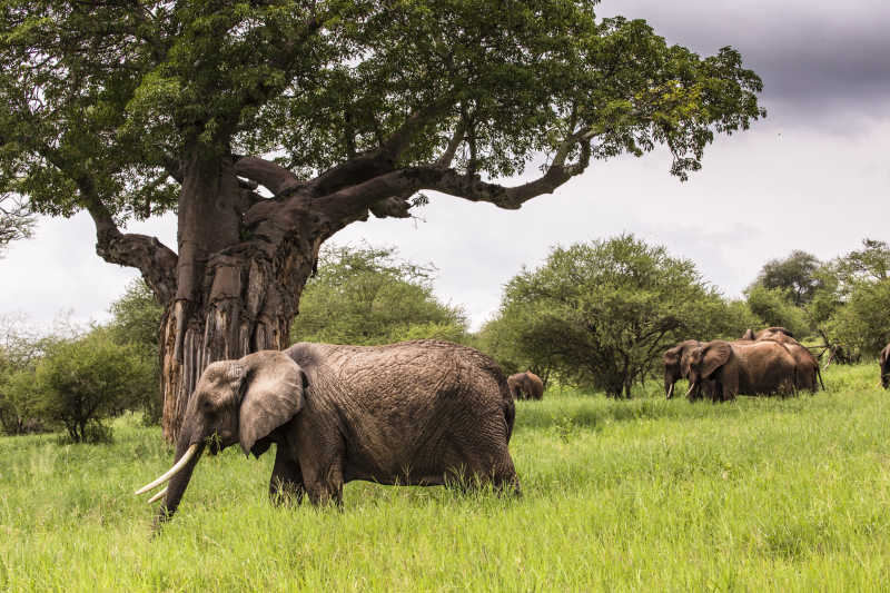 草地里的非洲大象