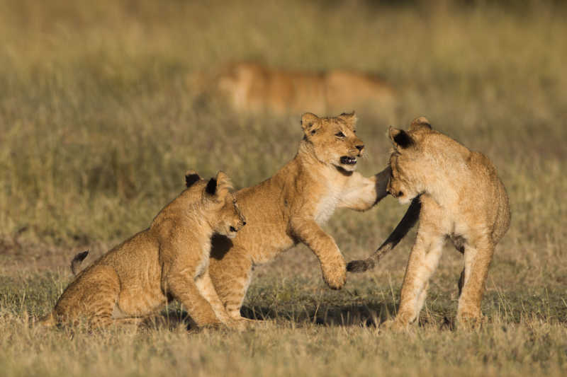 草地上的非洲狮幼崽