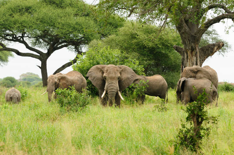 草原里的野生大象