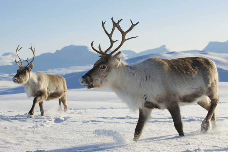 挪威北部自然环境里的驯鹿