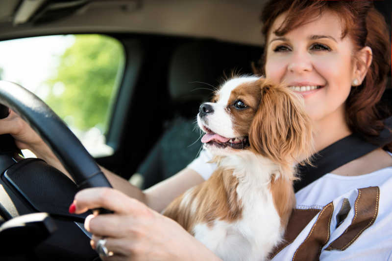 女驾驶员抱着狗狗开车特写