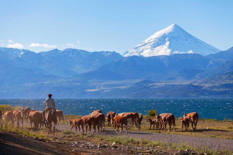 阿根廷巴塔哥尼亚牧人和牛群