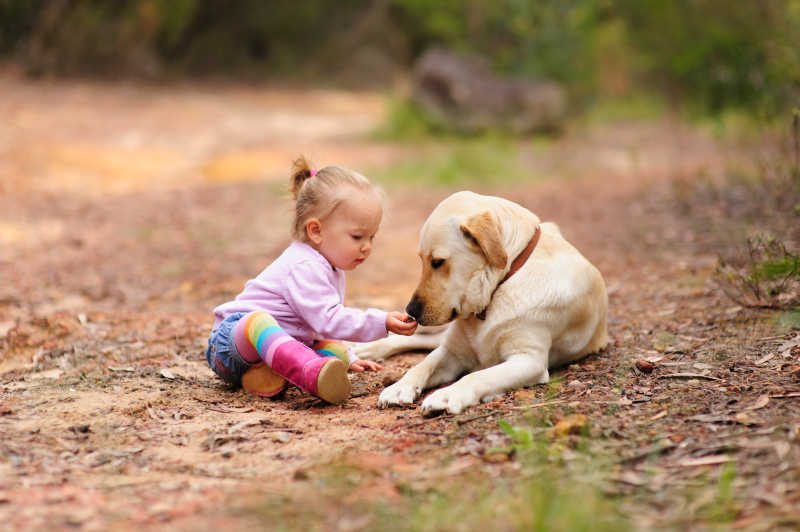 可爱的小女孩与拉布拉多犬户外玩耍