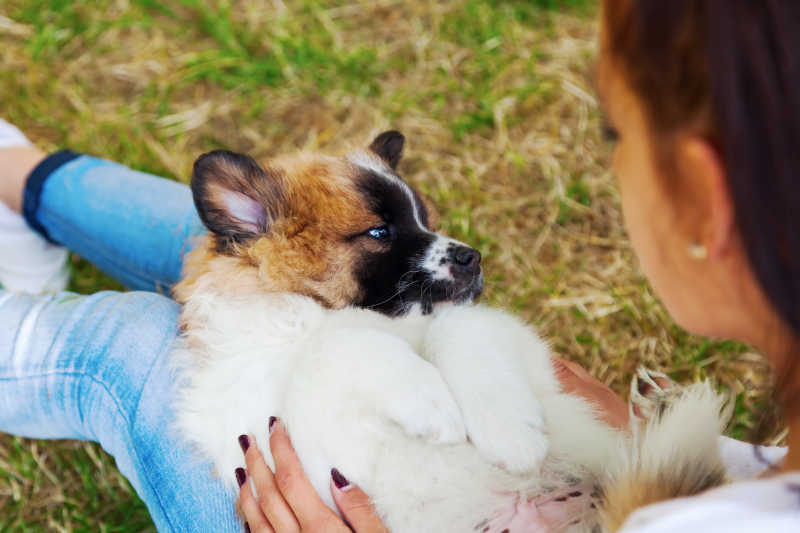 坐在草地里抱着狗狗的女孩