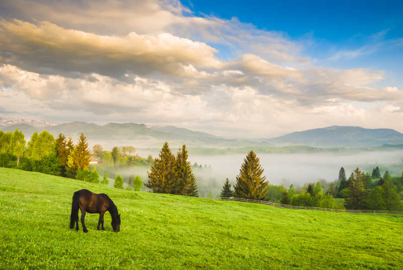 乌克兰山脉上吃草的马