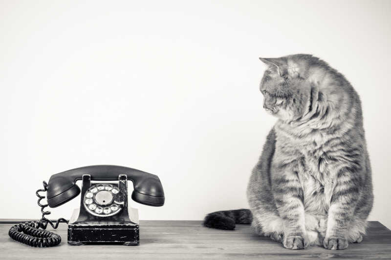 老式的电话与猫的特写