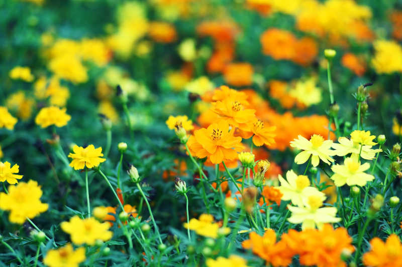 盛开在田野里的黄色花和橙色花