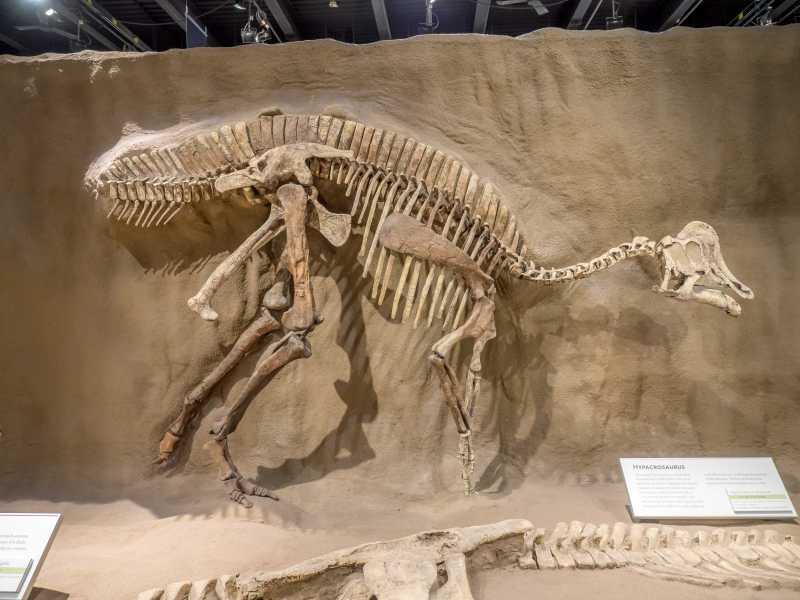 在博物馆展示的恐龙化石