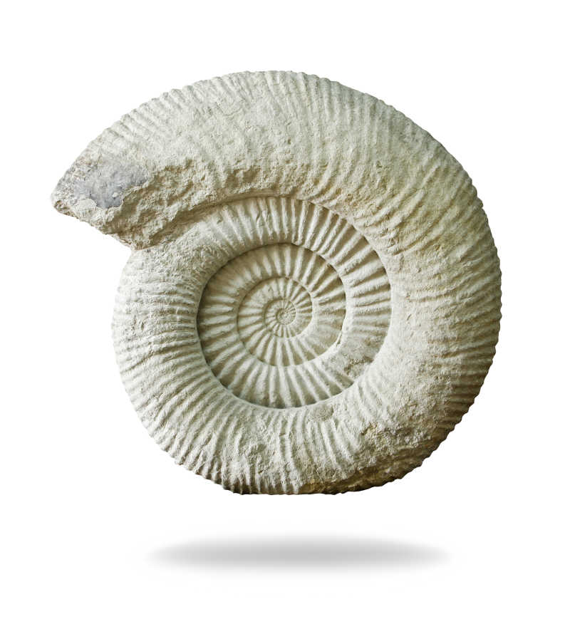 白色背景下的海贝壳化石