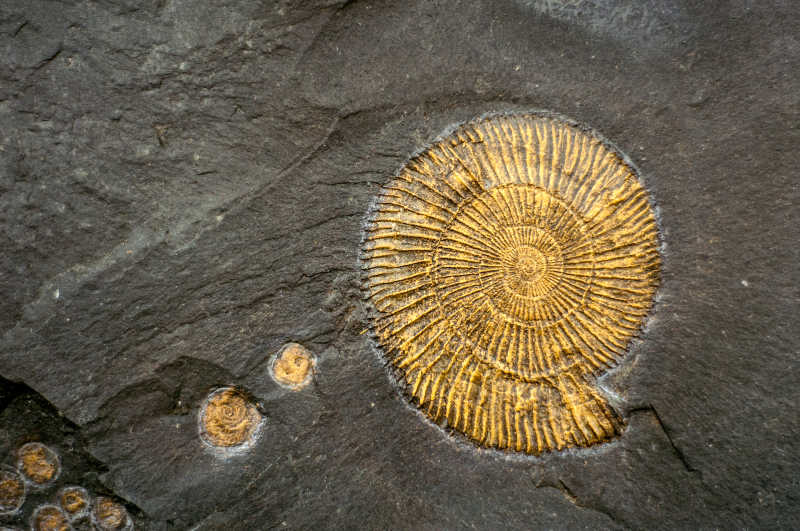 嵌入在石头上的蜗牛化石