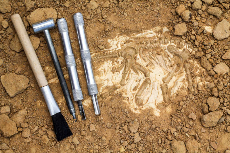 考古工具和挖掘出来的骨骼化石特写