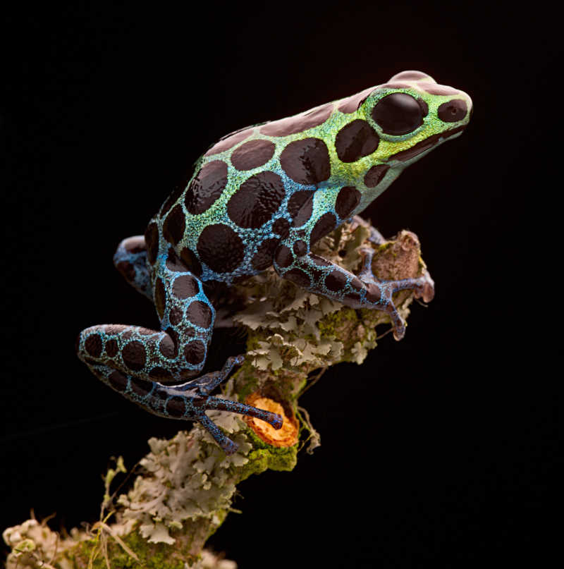 亚马逊雨林的毒箭蛙