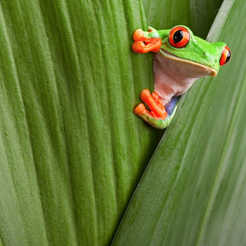 绿色背景下的红眼树蛙