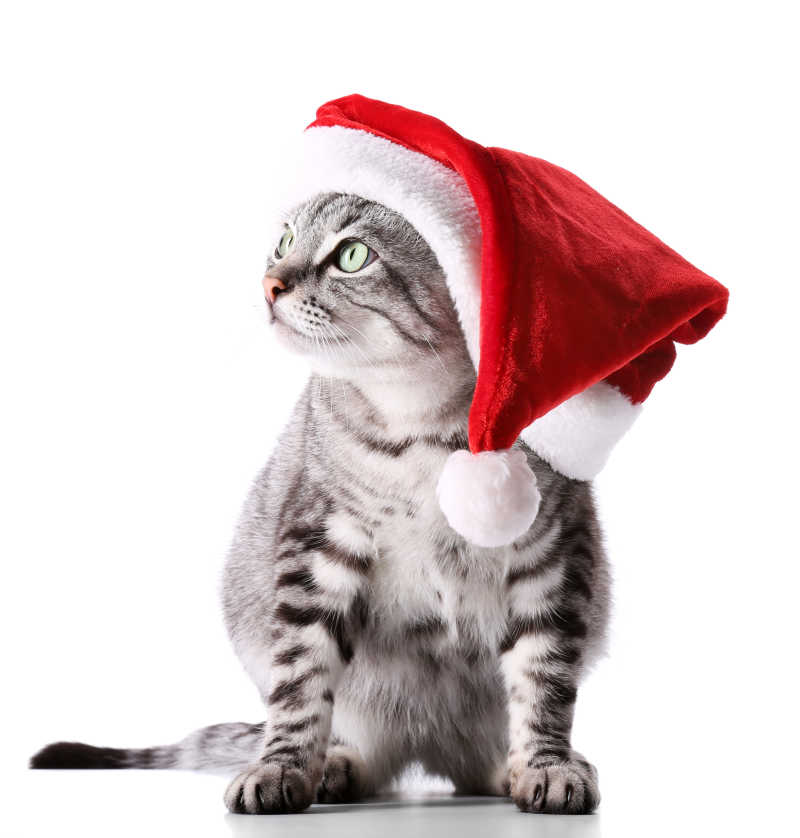 带着圣诞帽子的猫