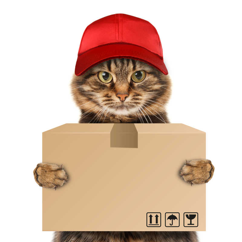 猫咪的快递员装配拿着快递包裹