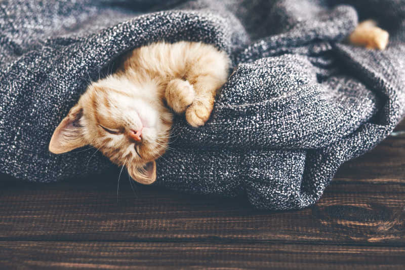 躺在灰色毯子里的小猫