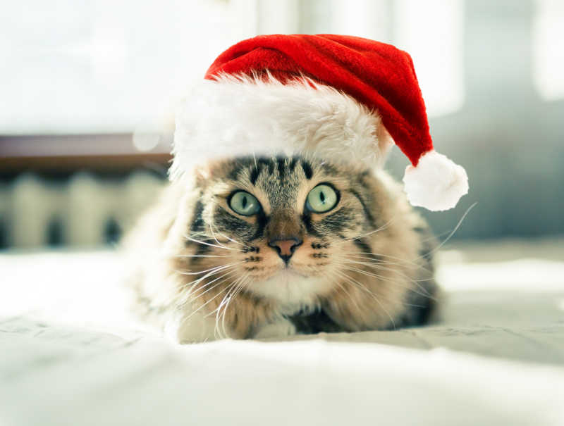 带着圣诞帽子的猫特写