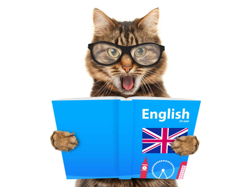 捧着蓝色英语书的猫