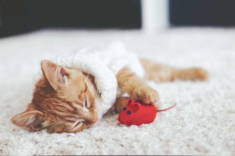 躺在白色地毯上和玩具老鼠睡觉的猫