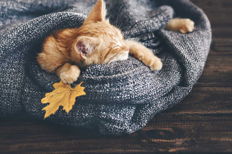 趴在灰色毯子里睡觉的猫咪抓着一片黄色的枫叶