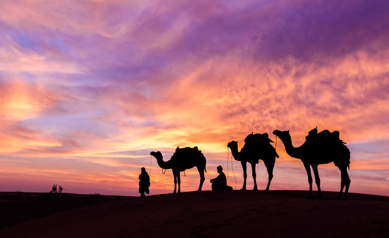 夕阳下沙漠里的赶骆驼人和他的骆驼