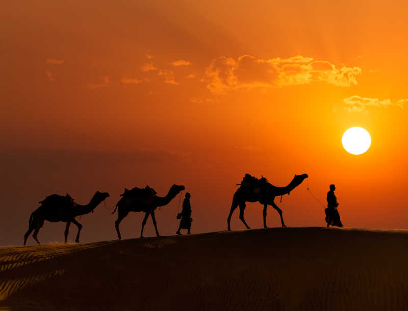 阳光下沙漠里的骆驼和印度引路人