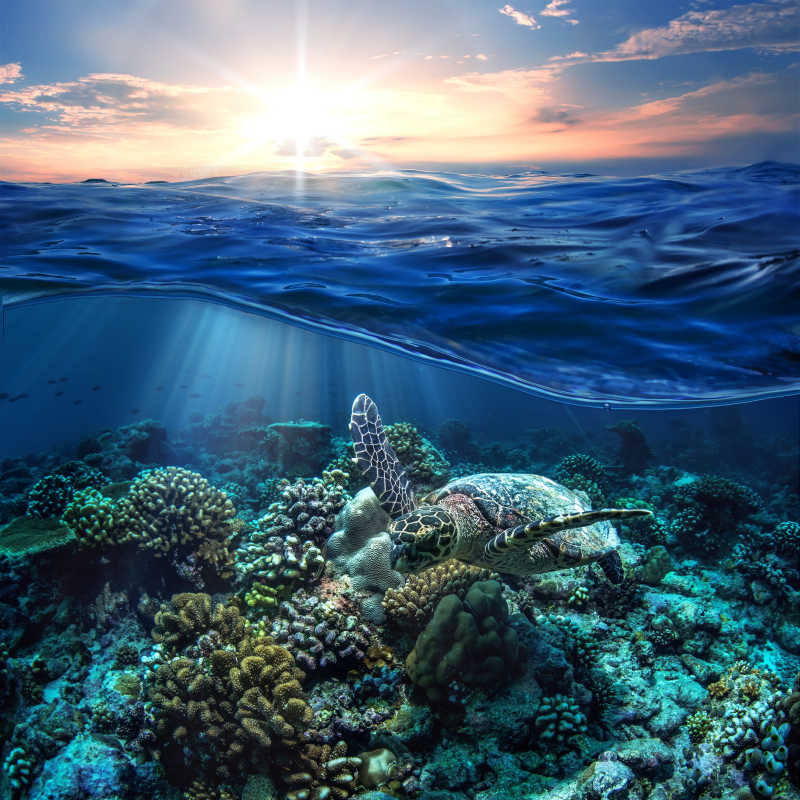 水下珊瑚礁与海龟