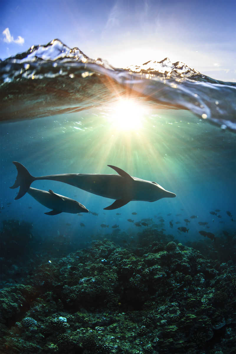 两只海豚在水下