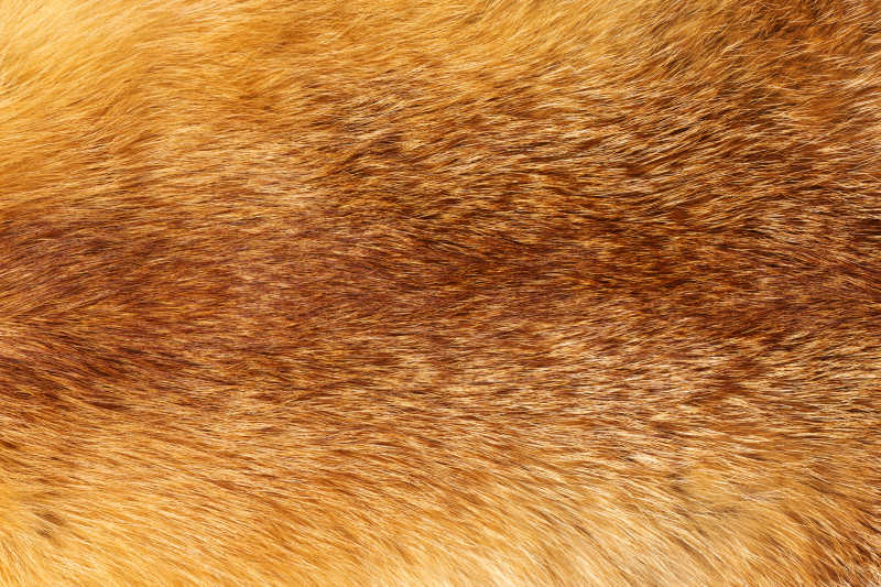 动物自然狐狸毛皮图片素材-裘皮大衣创意图片素材-jpg图片格式-mac天空素材下载