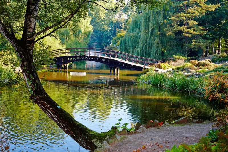 植物园河流上的小桥