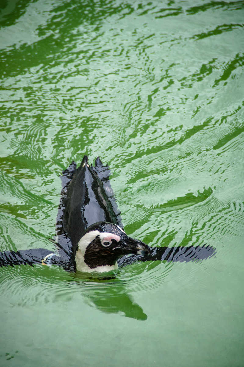 水中游泳的企鹅